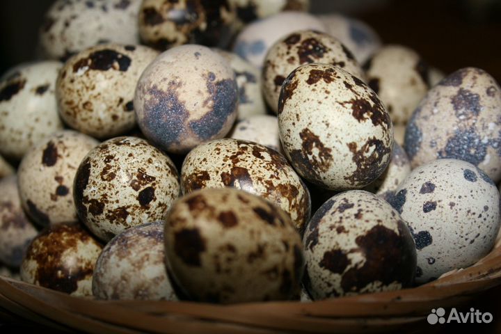Яйца перепелиные