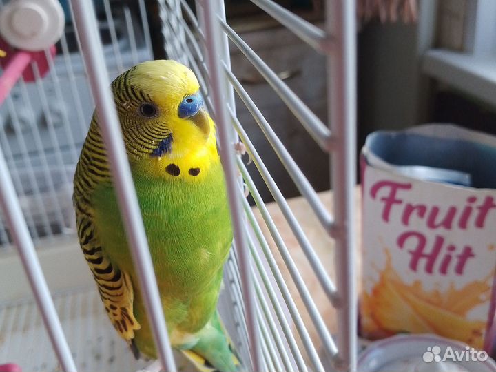 Волнистый попугай мальчик