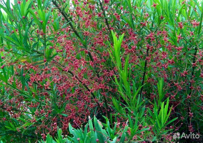 Бересклет карликовый