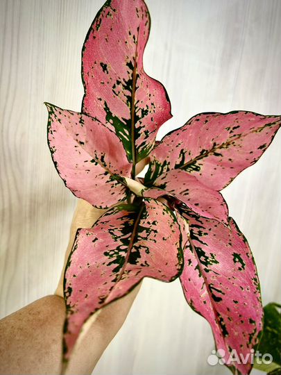 Аглонема тайtri-phet