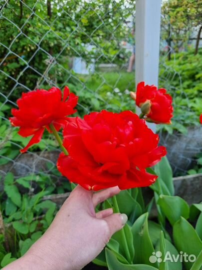 Луковицы тюльпанов