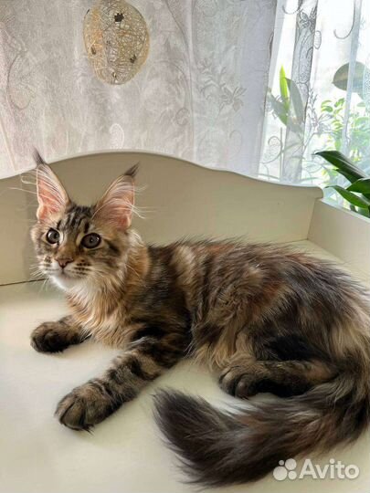 Котята мейн-куны