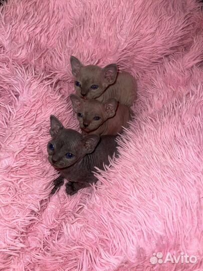 Канадский сфинкс