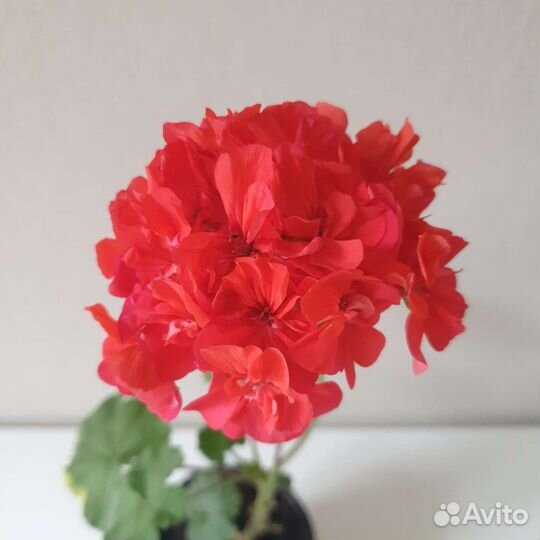 Пеларгония герань