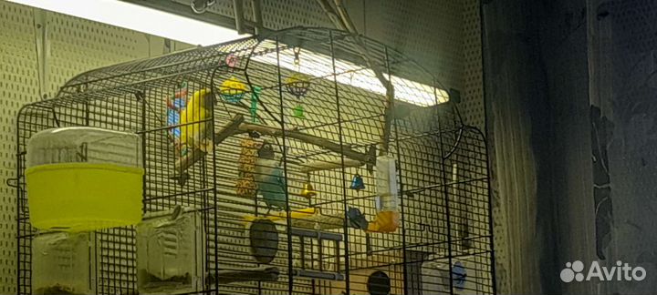 Попугай неразлучники с клеткой
