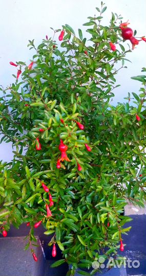 Гранат комнатный, цветущий и плодоносящий