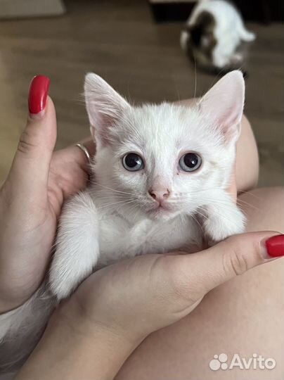 Котята