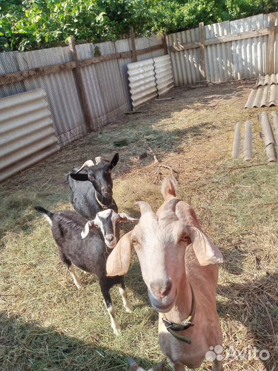 Продам козу и козла