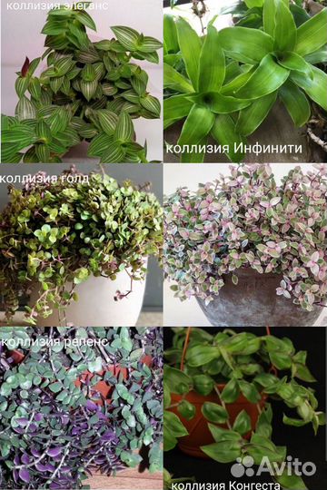 Традесканция