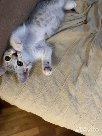 Котенок мальчик бесплатно