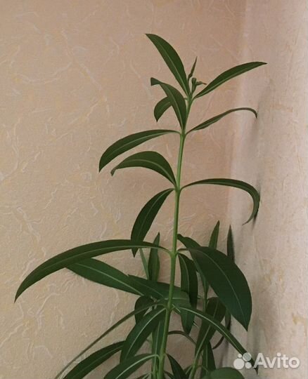 Олеандр розовый