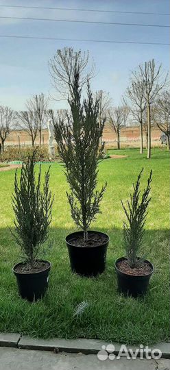 Можжевельник скальный Блю Эрроу