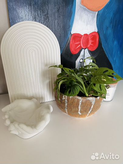 Монстера манки