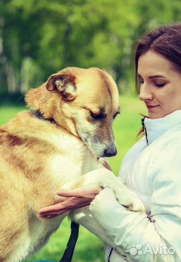 Собачка Шейла ищет дом