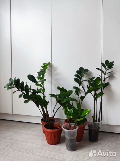 Замиокулькас