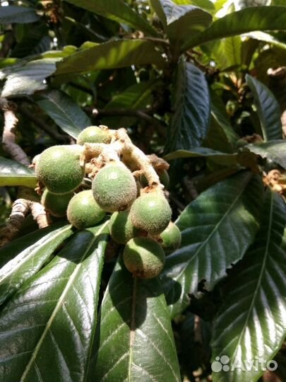 Мушмула японская саженец