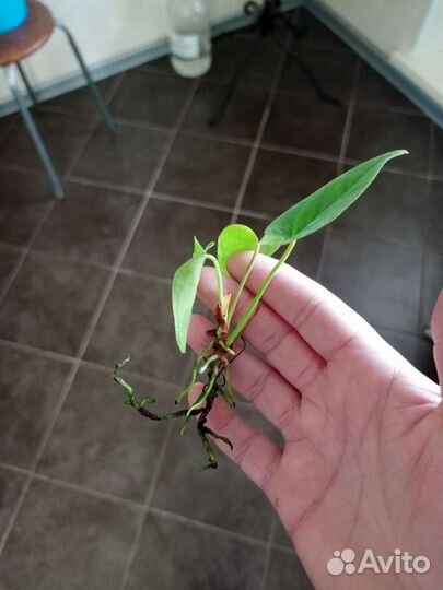 Антуриум красный