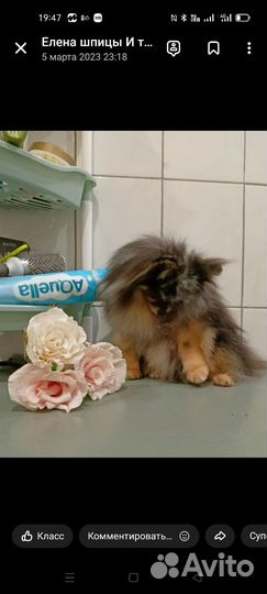 Предлагаются на вязку