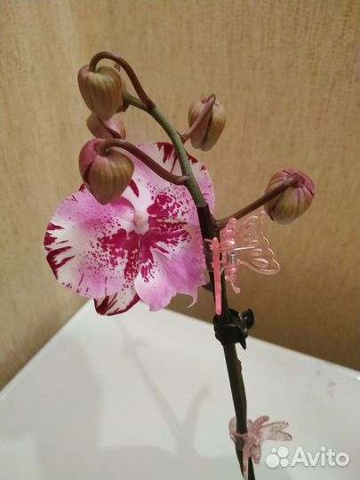Орхидея фаленопсис биг лип