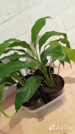 Спатифиллум