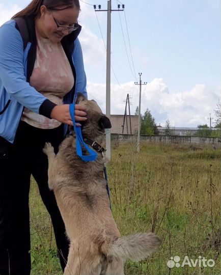 Катюша в добрые руки
