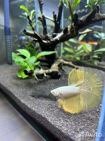 Рыбки Петушки (большой выбор )