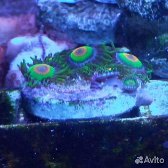 Живые кораллы для морского аквариума