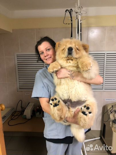 Усыпление животных на дому (эвтаназия )