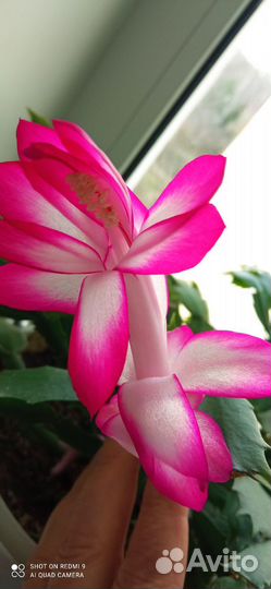 Декабристы