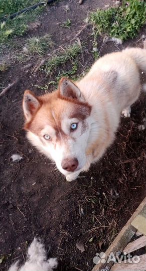 Сибирский хаски