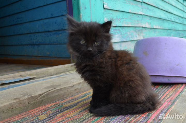 Семсь британской и с дворняжкой