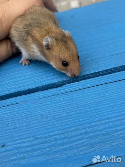 Сирийский хомяк малыш
