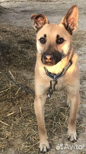 Собаки бесплатно