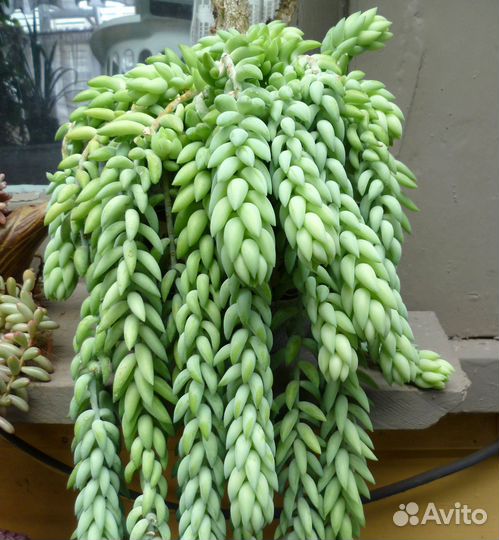 Седумы разные(суккуленты)