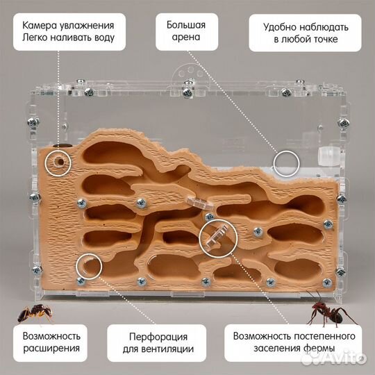 Муравьиная ферма