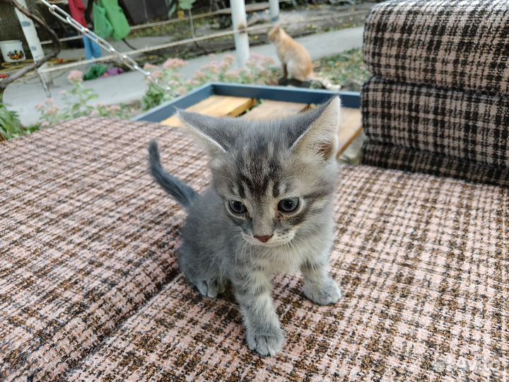 Котята