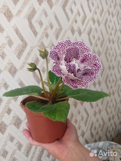 Глоксиния цветущая