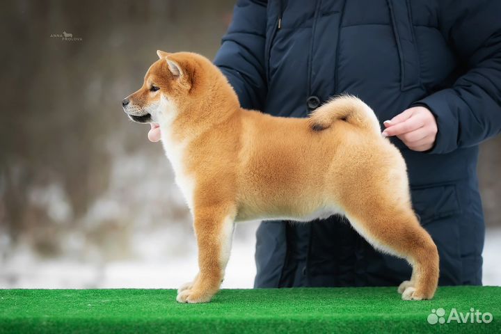 Кобель сиба из питомника