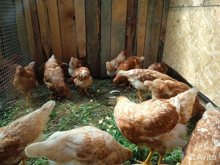 Куры молодки