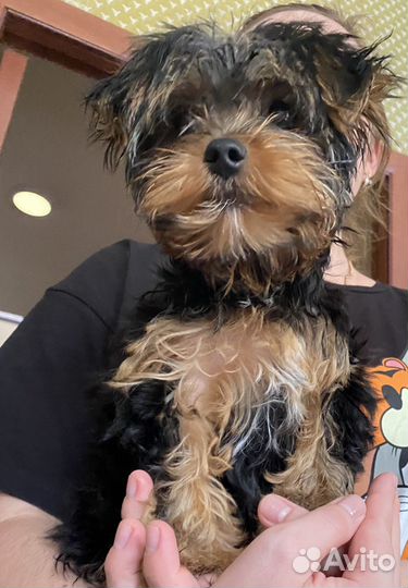 Йоркширский терьер