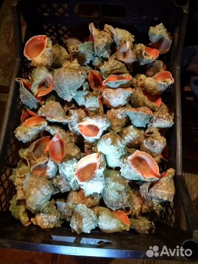 Морские ракушки раковины