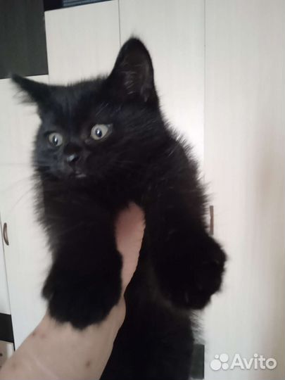 Кошка в дар бесплатно