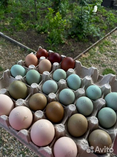 Яйца инкубационные Маран