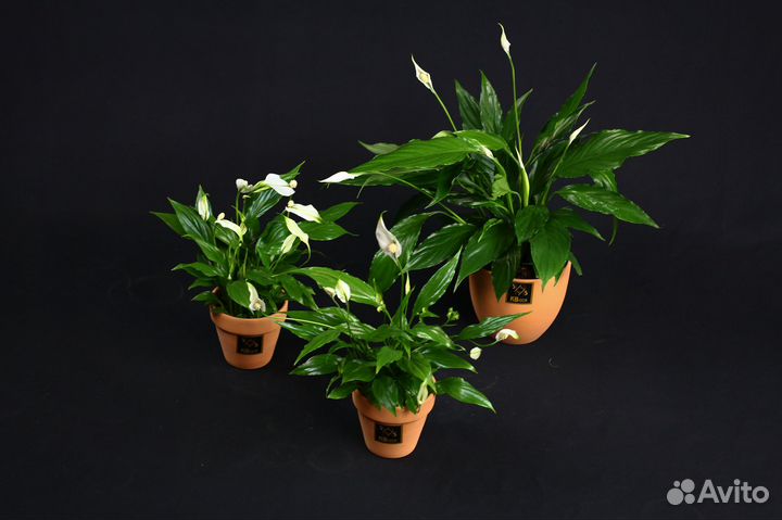 Комнатные растения с доставкой