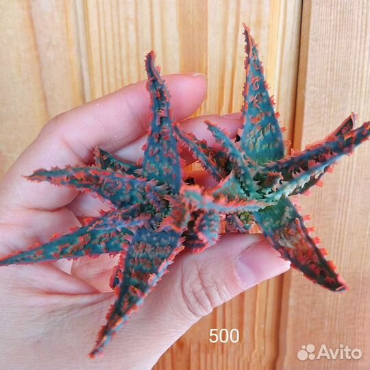 Суккуленты Редкие Красные