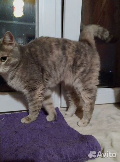 Кошка карамелька