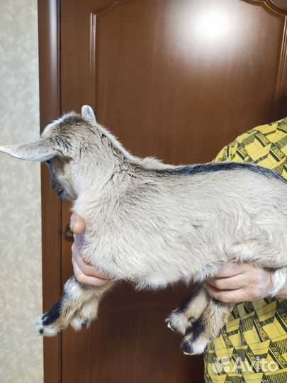 Отдам козлят