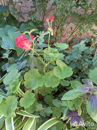 Пеларгония герань