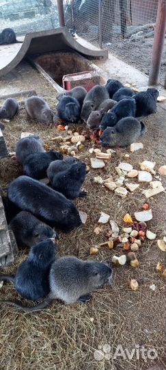Нутрии на племя и мясо