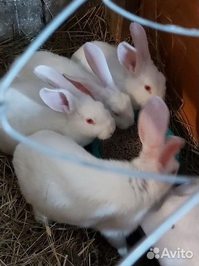 Кролики мясных пород